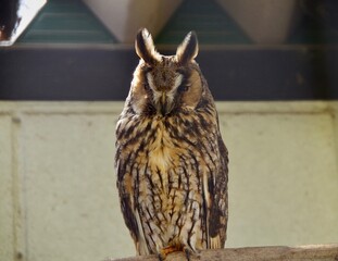 シュッとしたミミズク