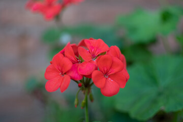 Bouquet of red home joy flowers (Impatiens walleriana) on plant