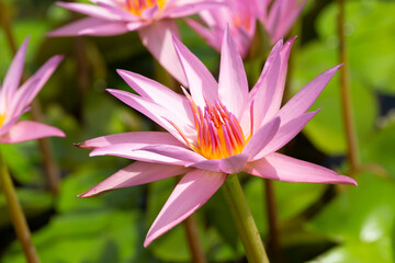 pink water lily, Nymphaea