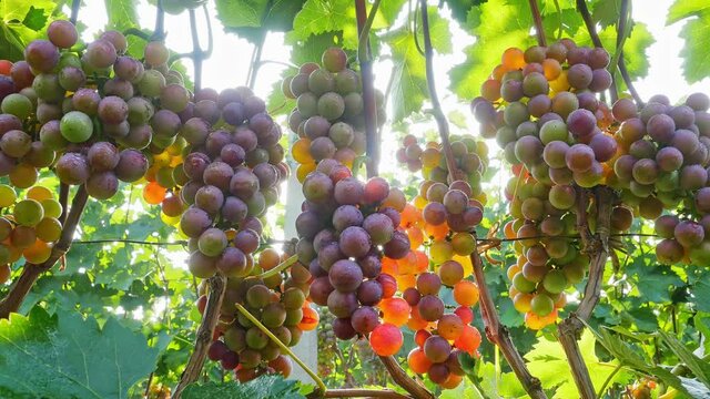 Close shot of ripe grapes in the sun
