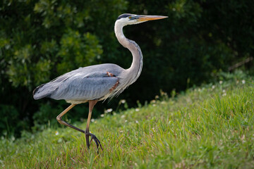 Great Blue Heron walking in grass at Sweetwater wetlands in Gainesville Florida.