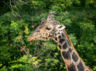 Rothschild Giraffe as zoological specimen in Knoxville Tennessee.