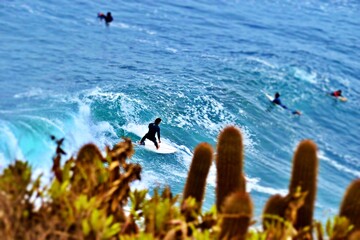 joven surfeando en la costa del pacifico, fotografía tomada a altura, detrás de un arbusto y cactus. 