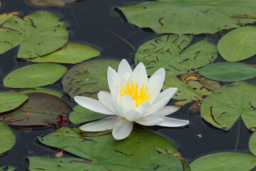 White water lily © Richard