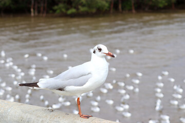 seagull bird on bridge railing