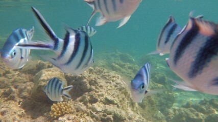 Fototapeta na wymiar 魚