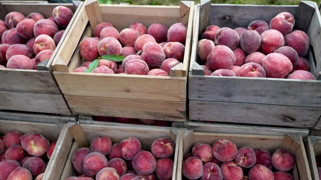 Freshly picked peaches in a crates on a flatbed behind a tractor in an orchard in slow motion.