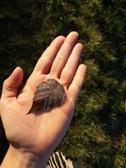 Folha seca congelada