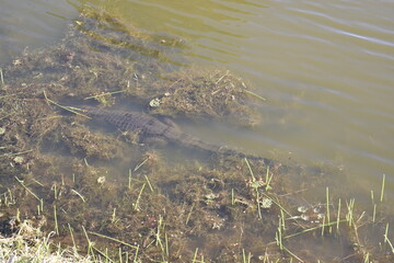 Alligator underwater