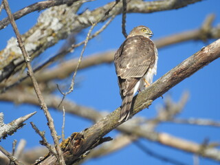 Sharp-shinned Hawk