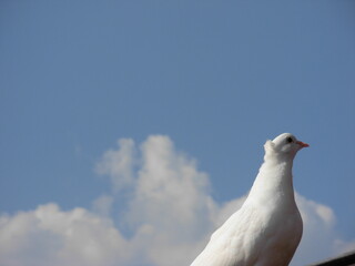 White pigeon