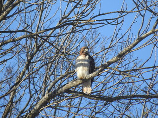 Red-tailed Hawk--Decorah, Iowa