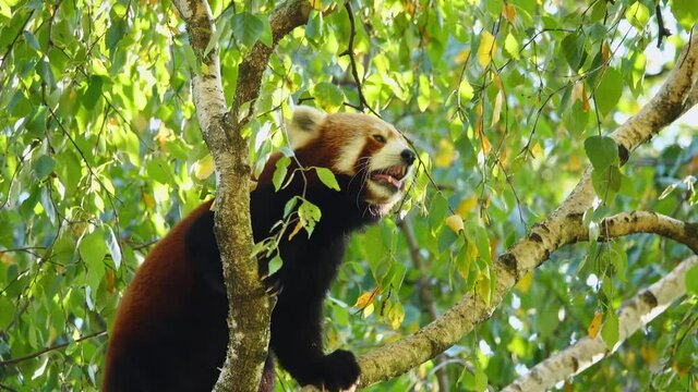 A red panda climbing in a green tree
