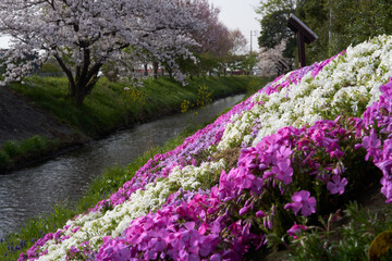Obraz premium Beautiful moss phlox that covers the banks of the Shibuta River and cherry blossoms in full bloom