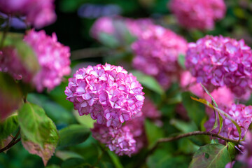 あじさい Ajisai 下田公園 静岡 日本