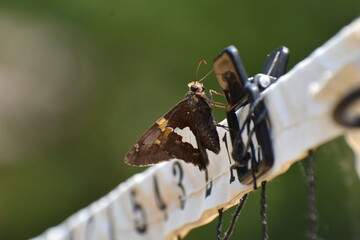 silver spotted skipper butterfly