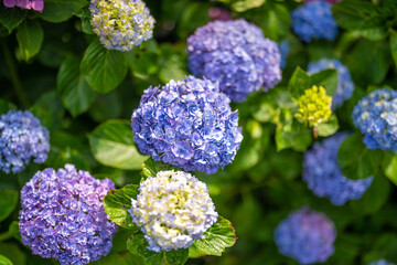 あじさい Ajisai 下田公園 静岡 日本