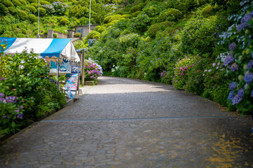 あじさい Ajisai 下田公園 静岡 日本