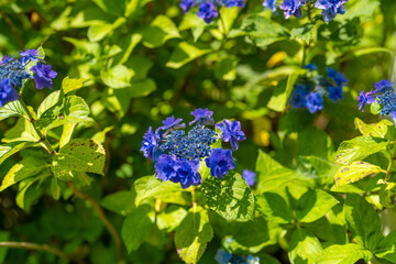 あじさい Ajisai 下田公園 静岡 日本