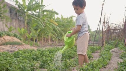 Asian little child boy preschool growing to learn watering the plant tree outside. Kid planting and...