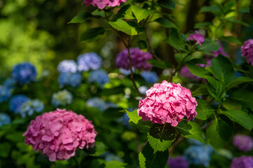 あじさい Ajisai 下田公園 静岡 日本