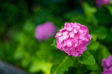 あじさい Ajisai 下田公園 静岡 日本