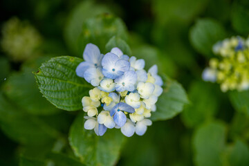 あじさい Ajisai 下田公園 静岡 日本