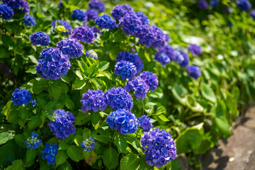 あじさい Ajisai 下田公園 静岡 日本