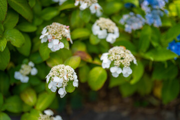 あじさい Ajisai 下田公園 静岡 日本