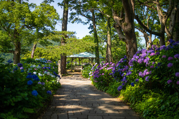 あじさい Ajisai 下田公園 静岡 日本