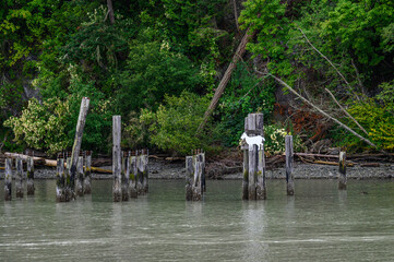 Goat island in the San Juan Islands, beautiful trees and coastline as a nature background
