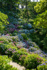 あじさい Ajisai 下田公園 静岡 日本