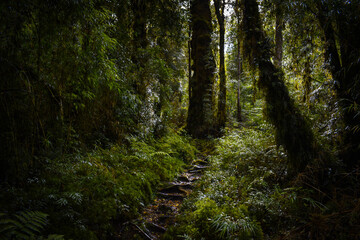 Obraz premium path in the woods