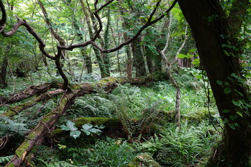 a lively dense forest in springtime
