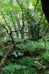 Fototapeta premium a lively dense forest in springtime
