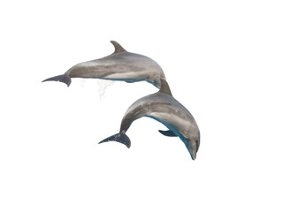 Fototapeta premium Dolphin isolated on white background