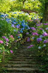 あじさい Ajisai 静岡下田公園