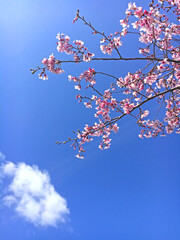 Sakura Cherry blossoming, beautiful pink cherry blossom sakura in the spring with blue sky, background wallpaper