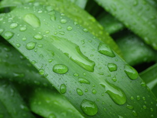 雨に濡れて水滴がついた細長いアガパンサスの葉のクローズアップ