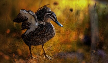 A Pacific Black Duck, Anas superciliosa, with its wings spread 