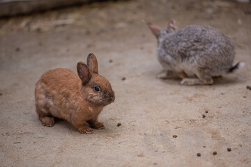 茶色のうさぎと灰色のうさぎ