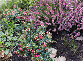 Autumn flowers background, plant, decoration, floral, blossom