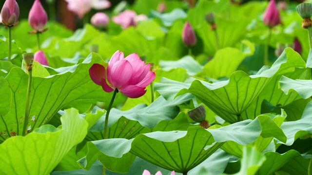 Beautiful lotus sway in wind, pink flower with green leaves and bud background, close up view, 4k footage, b roll shot slow motion effect.