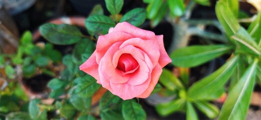 pink rose in garden