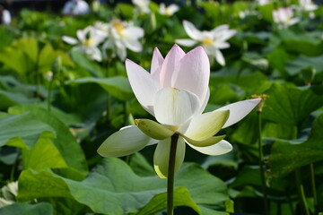 立田村　白い蓮の花