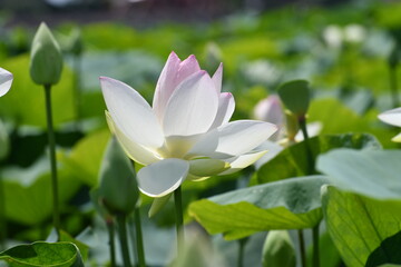 立田村　白い蓮の花