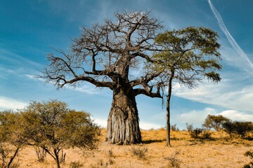 Obraz premium tree in the desert