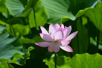 星名池　蓮の花