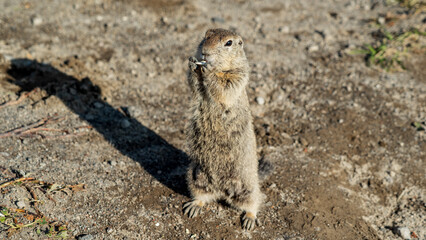 EVRAZHKA, an American ground squirrel. Kamchatka, Russia