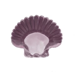 scallop of  sea isolated